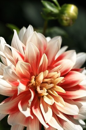 Cream And Red Dahlia